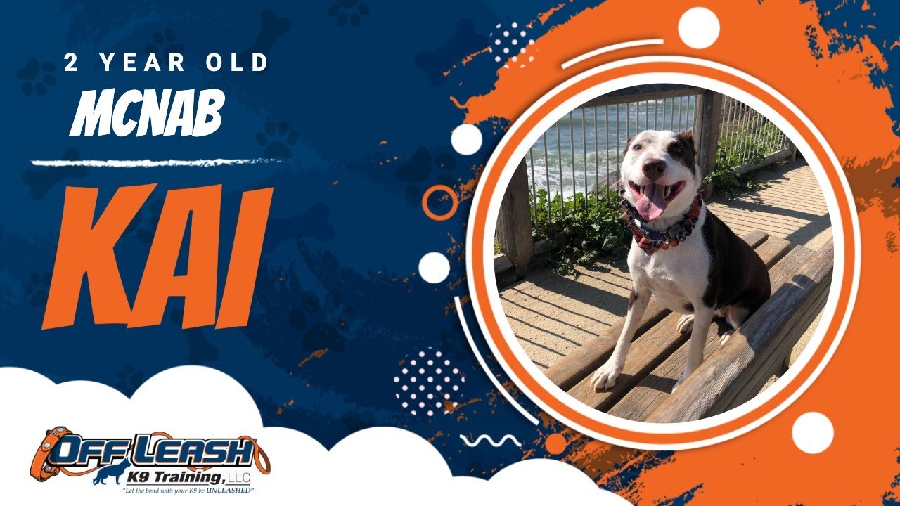 Best McNab Dog Training | Santa Cruz, CA | Kai