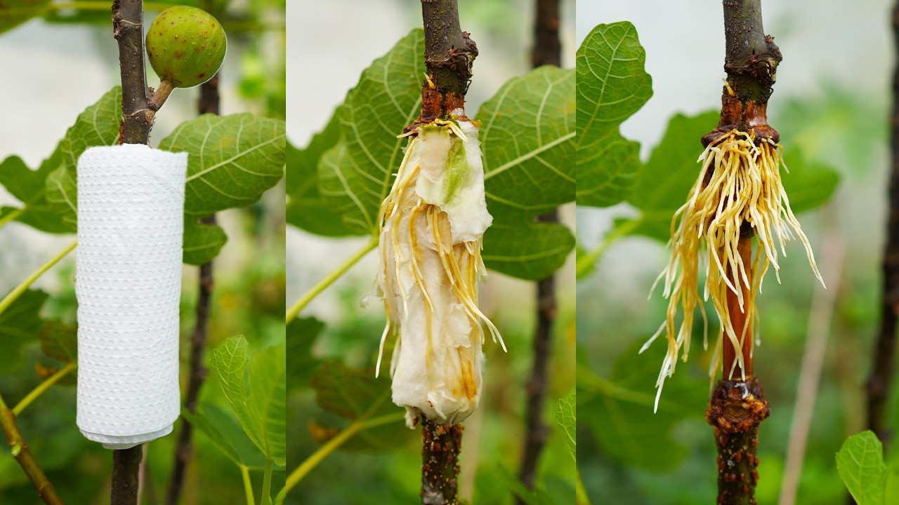 Unique Ideas for propagation fig tree by air layering with tissue paper