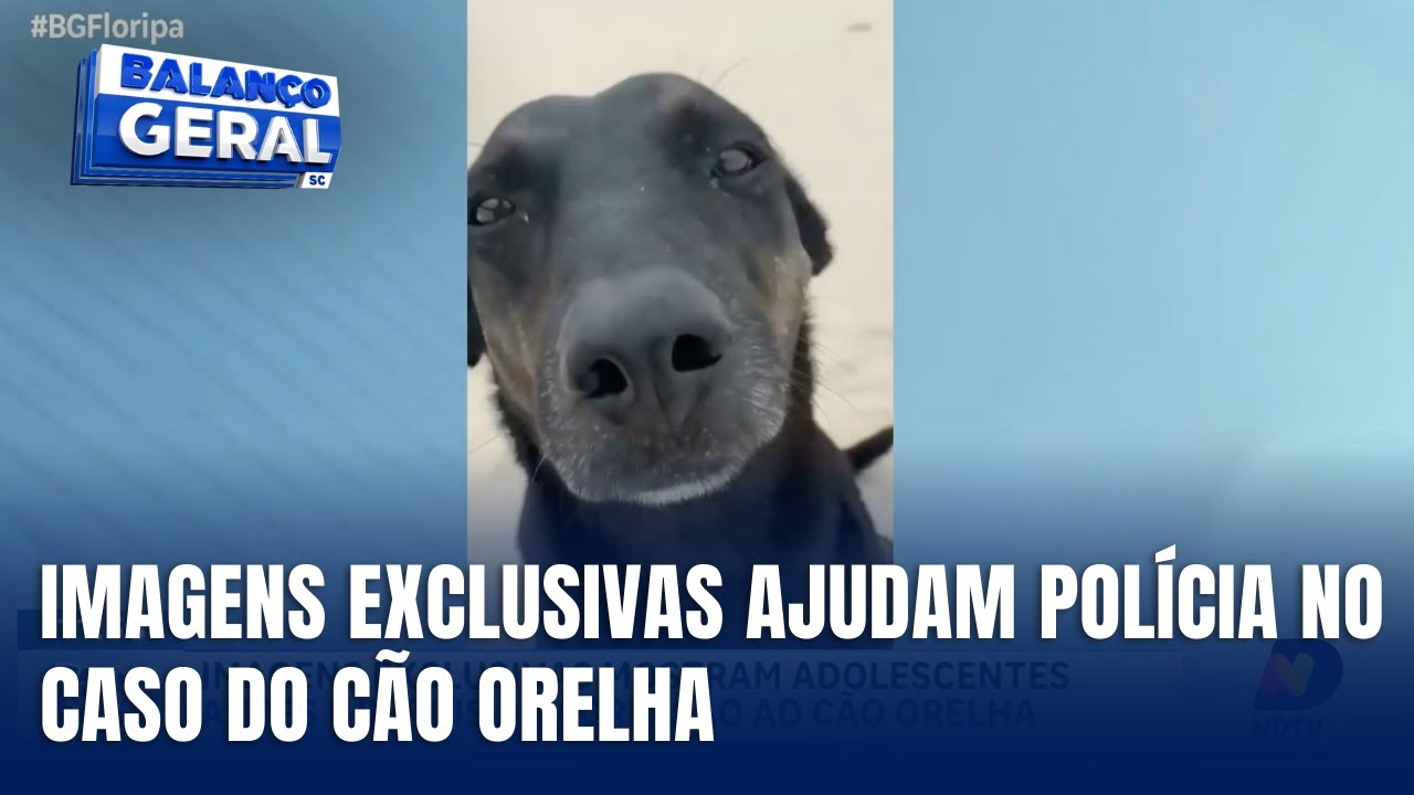 Novos vídeos revelam antes e depois da agressão ao cão Orelha