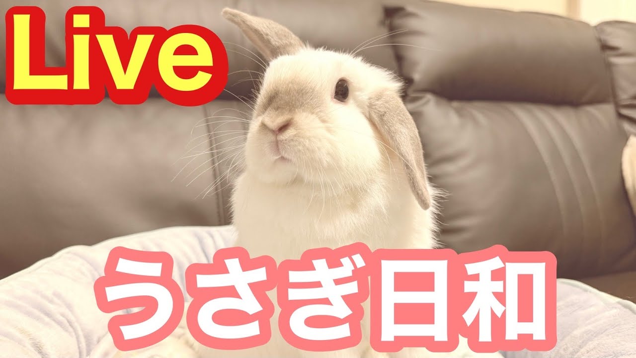 うさぎ日和✨土曜はうさぎでしょ❤️部屋んぽLIVE配信✨20時から飼い主登場❗️