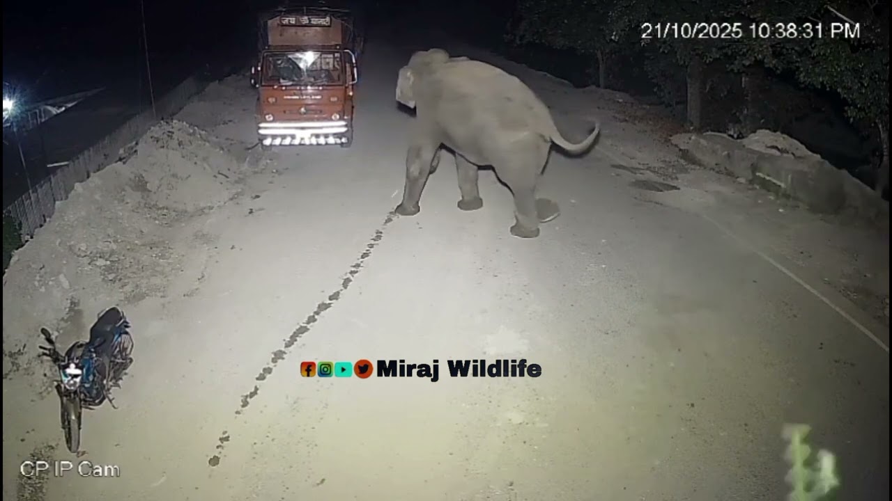 Angry elephant.আপুনালোকে মন কৰীৱ 