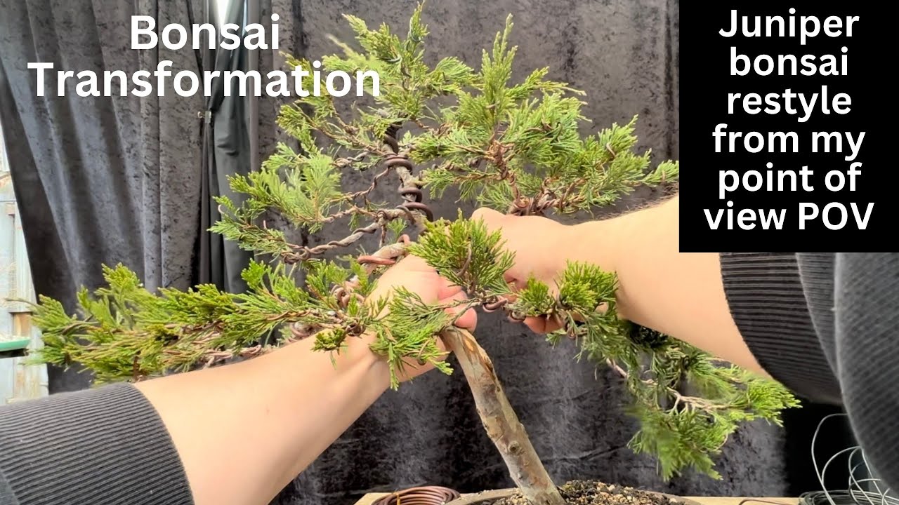 Bonsai transformation Juniper POV Point of View angle of me bending styling juniper bonsai