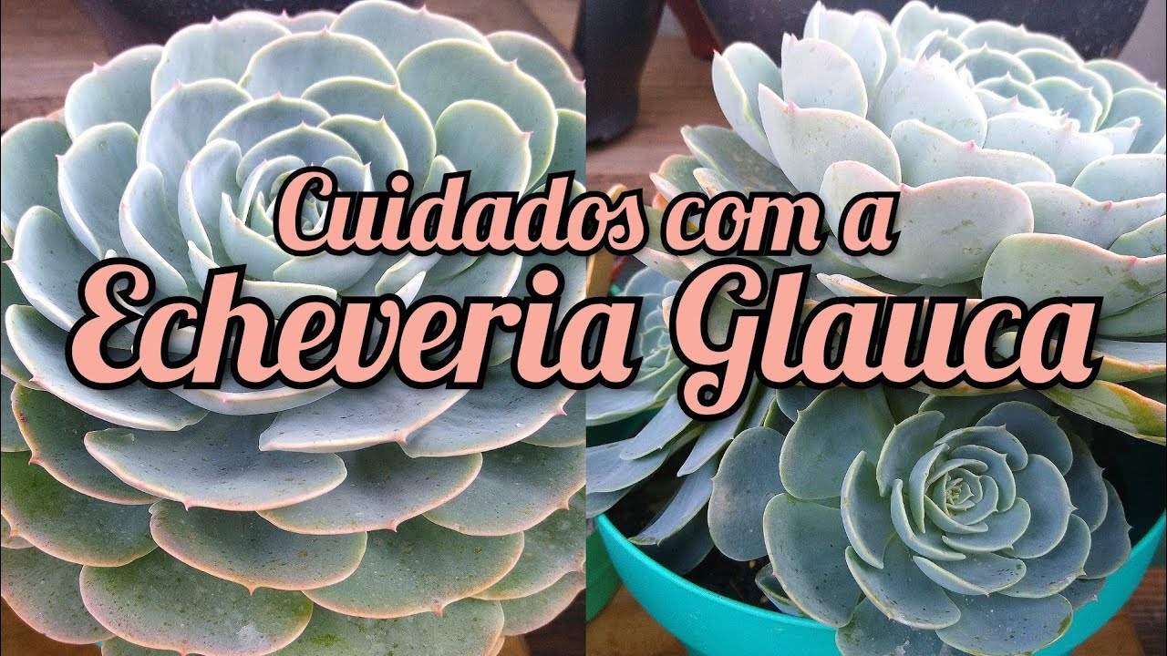 CUIDADOS COM ECHEVERIA GLAUCA 🌺 !! / Jardim de Suculentas