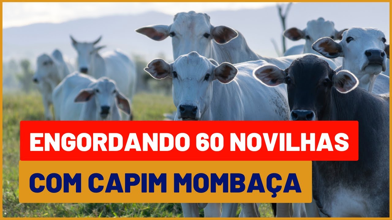 Como ENGORDAR 60 NOVILHAS com CAPIM MOMBAÇA