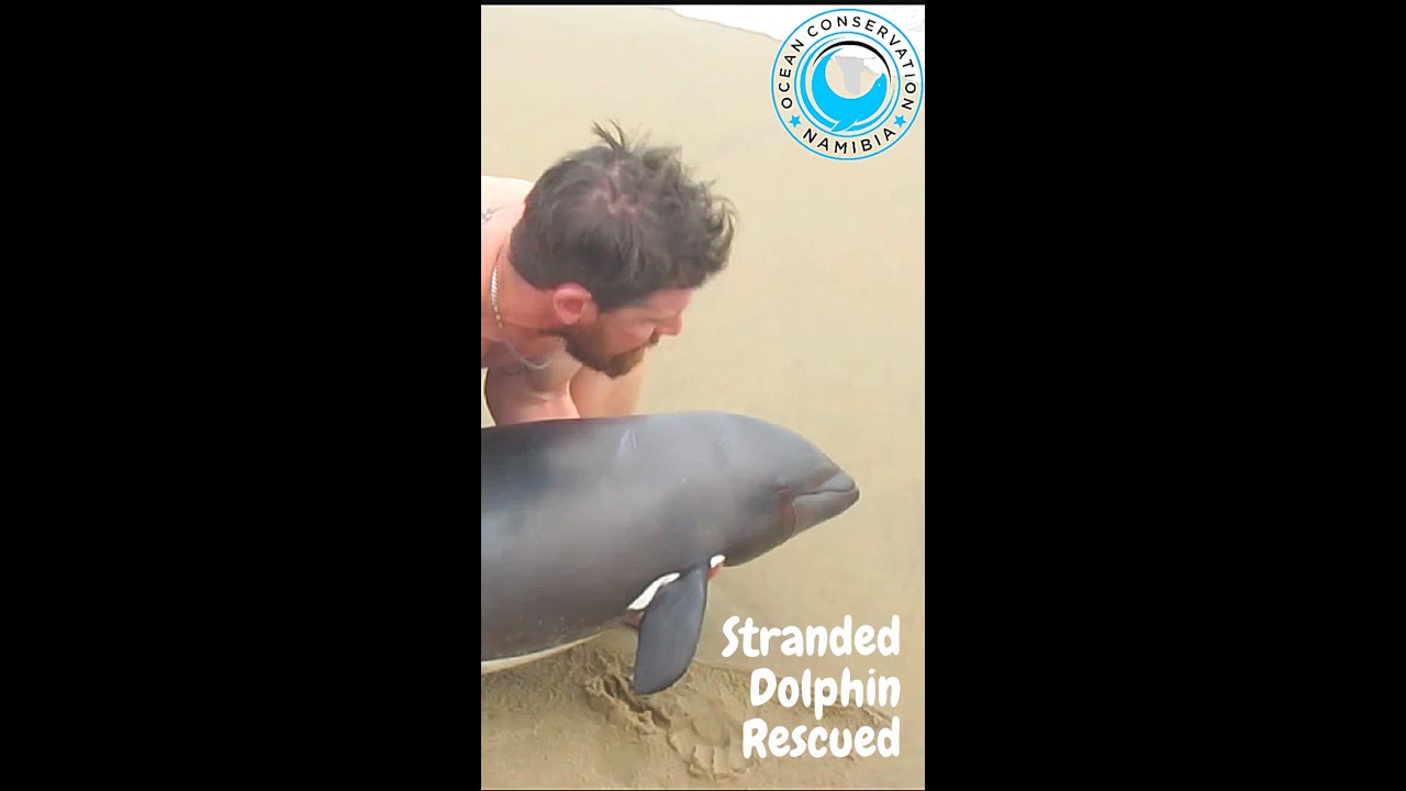 Stranded Dolphin Rescued