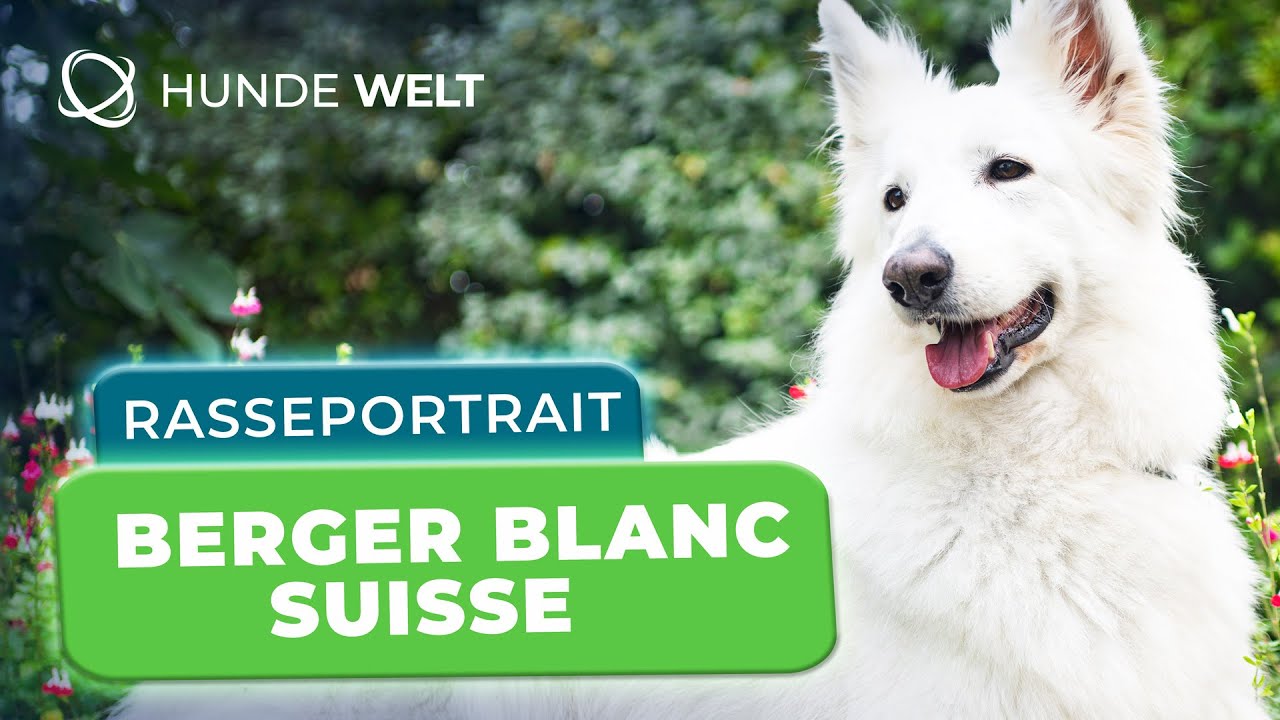 Berger Blanc Suisse - Rasseportrait | Aussehen, Wesen & Herkunft