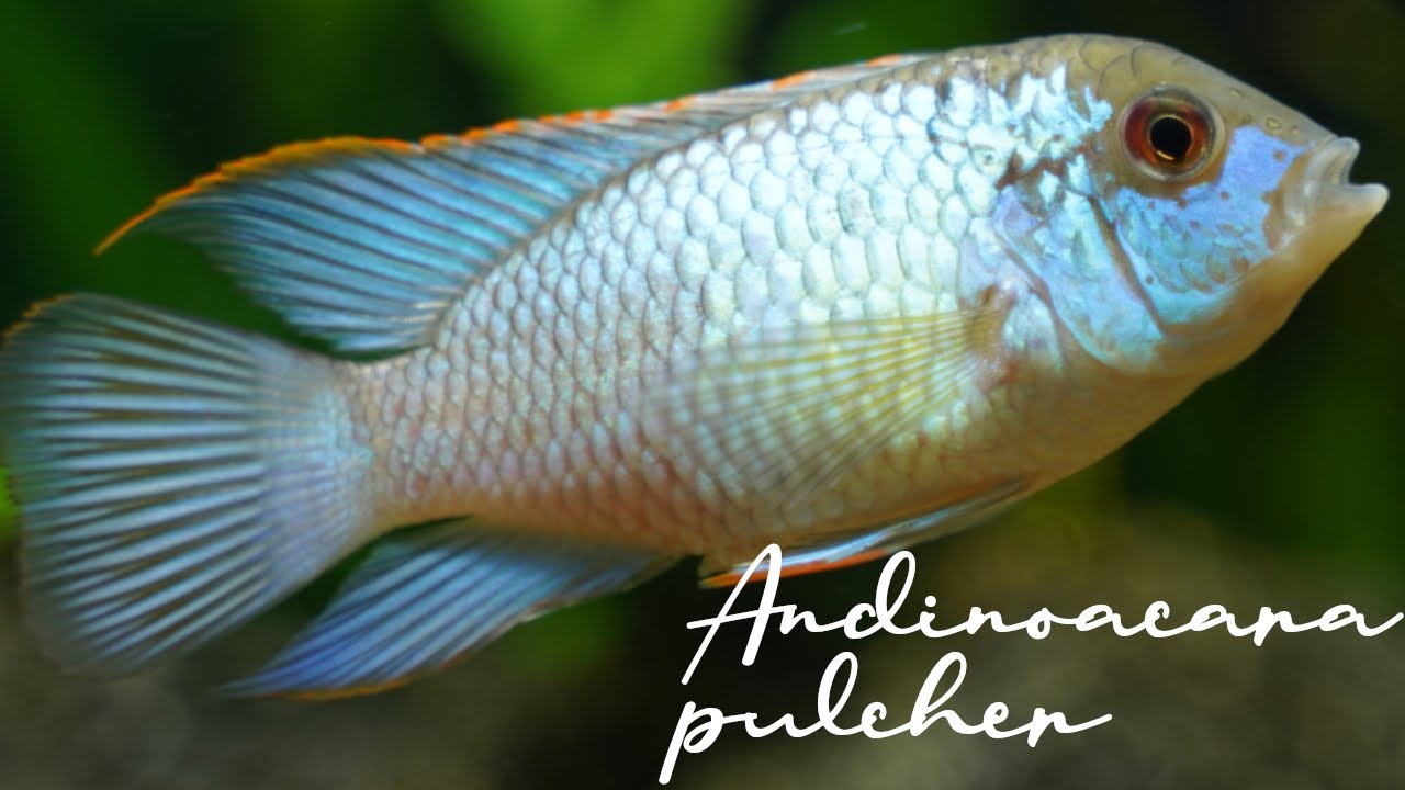 【アクアlog】Andinoacara pulcher レイアウトを変えてコバルトブルーアカラ導入