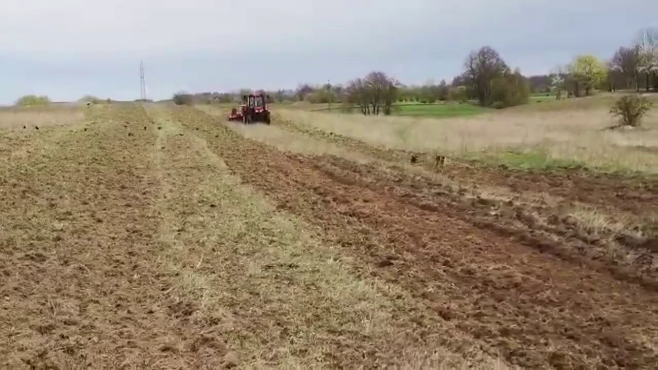 Case 4230 talerzowanie Moskit