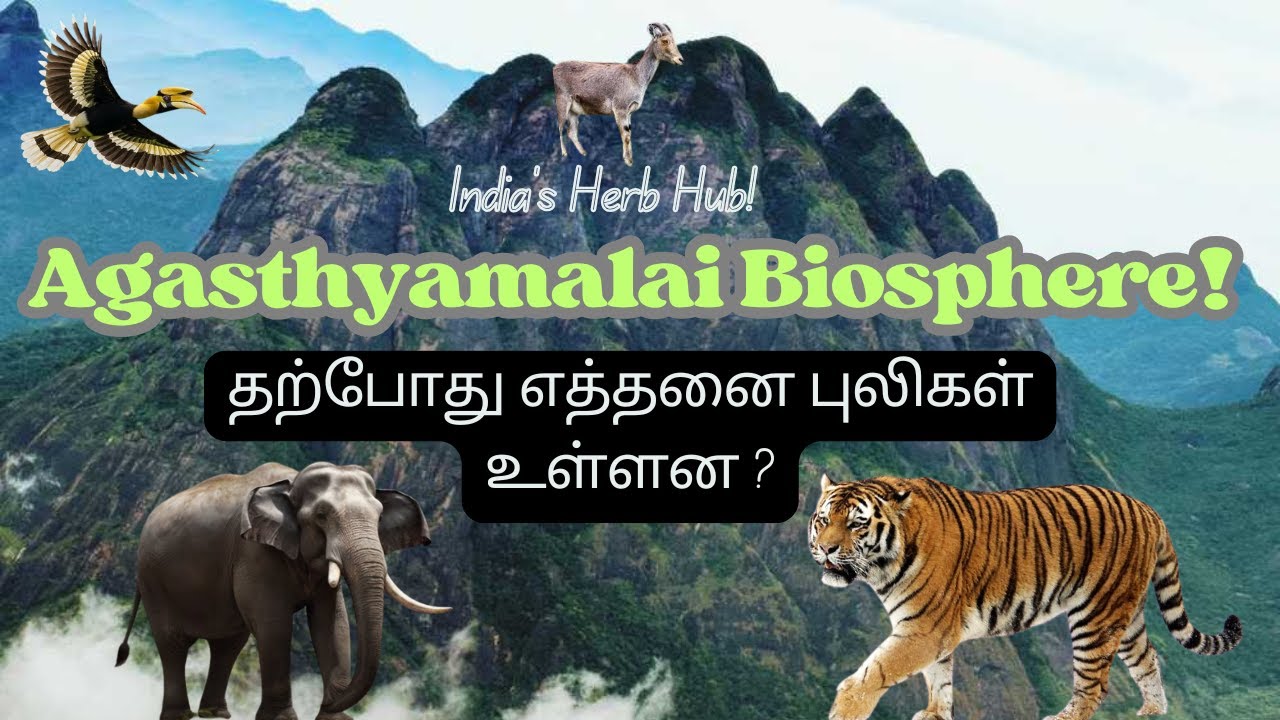🌿Agasthyamalai Biosphere: The Sacred Wilderness |தமிழகத்தின் முதல் புலிகள் காப்பகம் #kanyakumari 