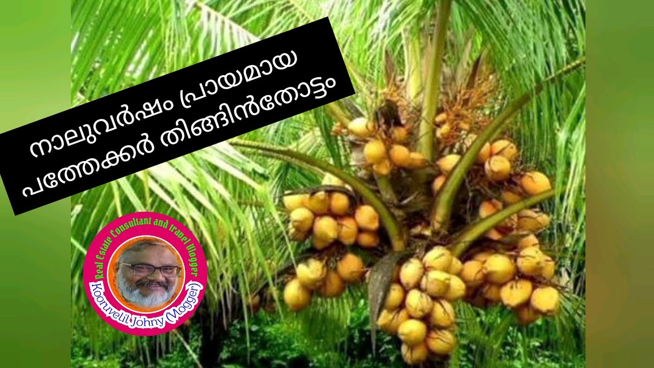 പാലക്കാട് കോങ്ങാട് NH ൽ നിന്നുംഒരു കിലോമീറ്റർഅകലെ 4 വർഷംപ്രായമായ 10 ഏക്കർ തെങ്ങും തോട്ടം വിൽപ്പനക്ക്