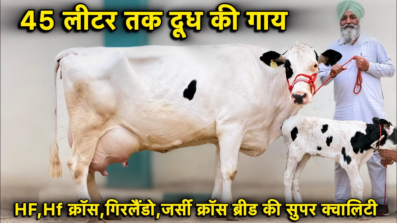 45 लीटर तक दूध देने वाली गंगानगर की बेस्ट गाय👍बंगलौर के ग्राहकों की पहली पसंद👍High Milking Cows 