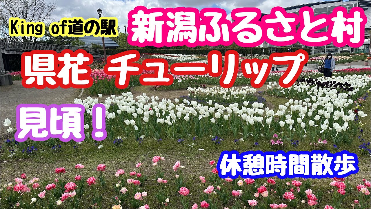 2025年4月30日 道の駅新潟ふるさと村のチューリップを見に！休憩時間の過ごし方 新潟市西区