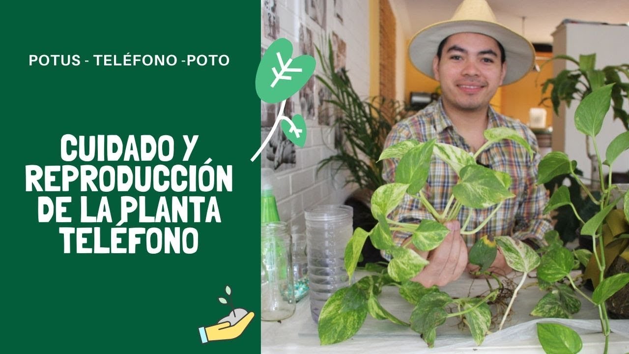 [POTUS] Cuidado y reproducción de la planta teléfono 🌱