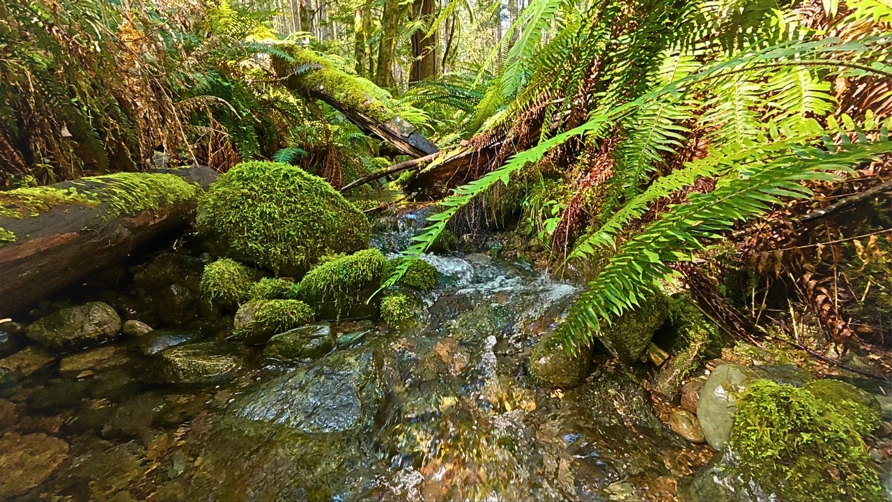 Woodland Creek Sounds - 1 Hour Relaxing Water Sounds