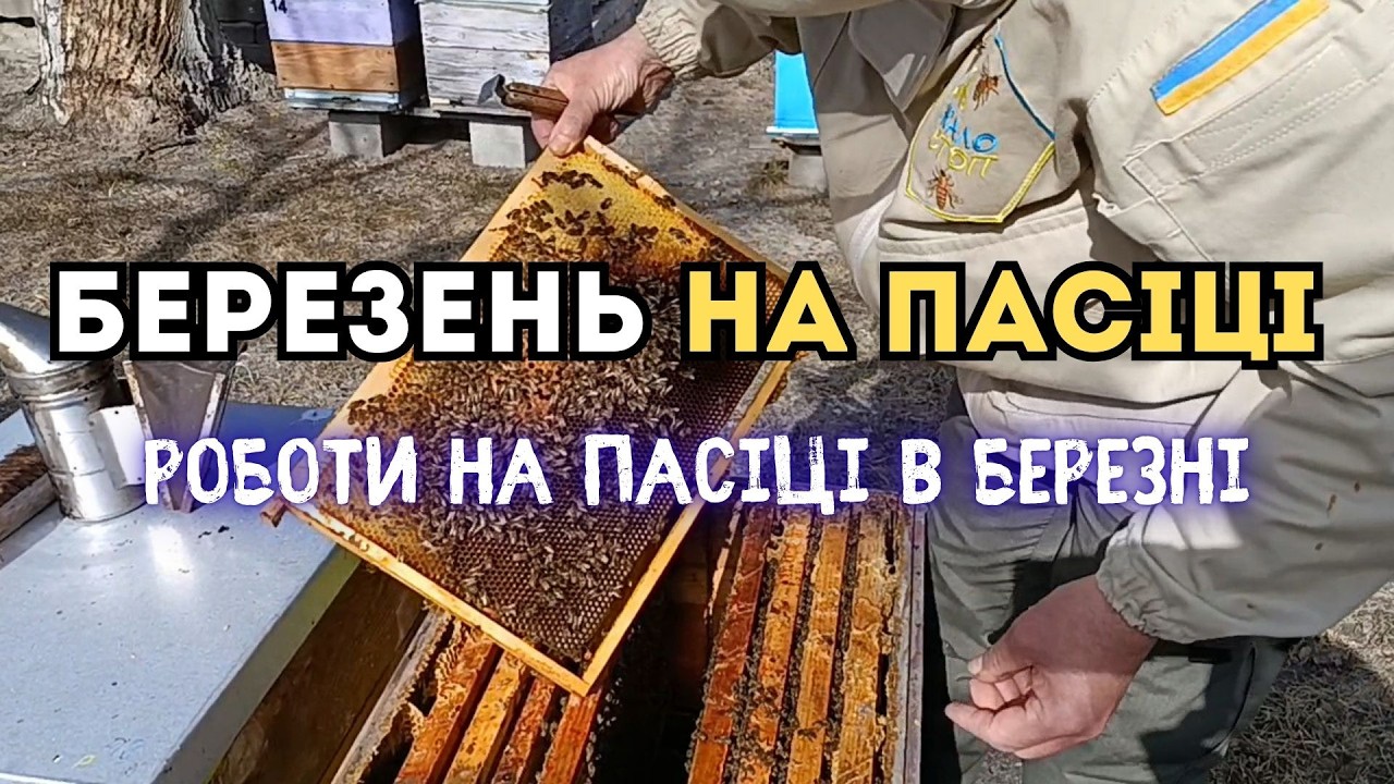 Роботи на пасіці в березні. Зимувалі матки на продаж.