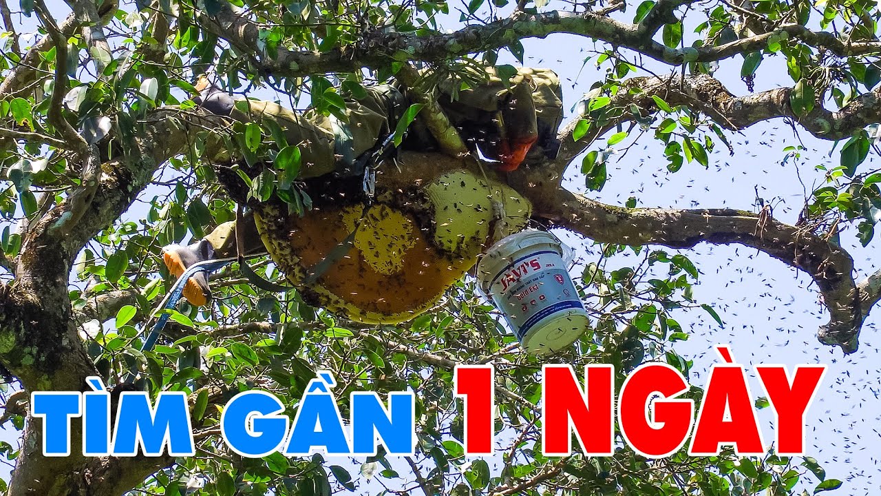 #51 - TỔ ONG GẦN ĐẦY 1 XÔ MẬT - BỘI THU TRỞ VỀ | Thợ Rừng
