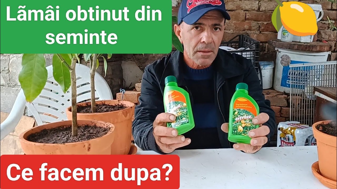 LAMAI DIN SEMINTE