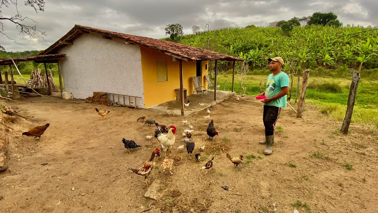 VEJAM A ALEGRIA DO VITOR + VAMOS DEITAR ALGUMAS GALINHAS PARA ELE TER SUA PRÓPRIA CRIAÇÃO!!!