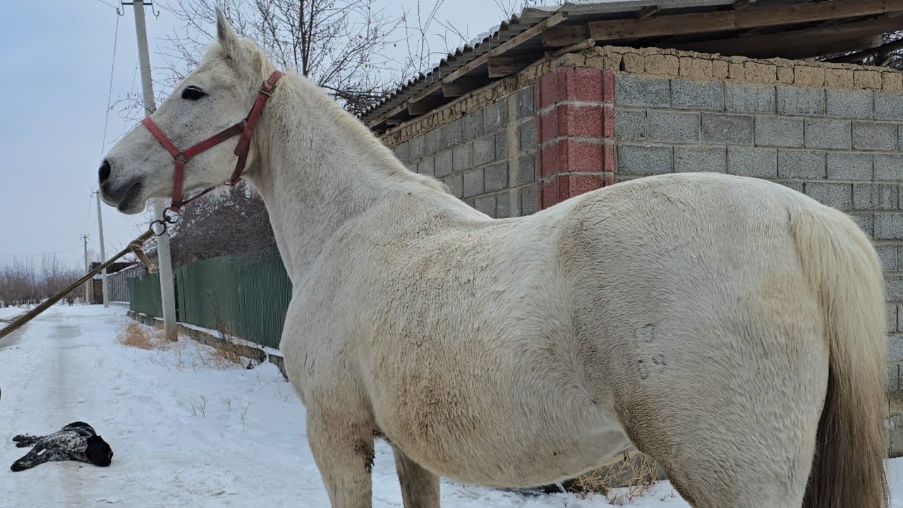ЭНЧИ  БАП  ЗОР  БЭЭ САТУУГА ЧЫКТЫ 