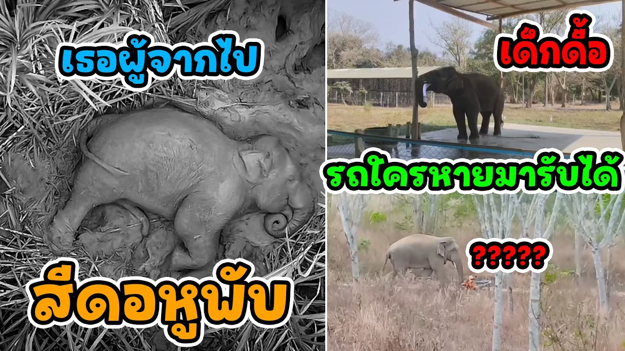 จากวันที่ล้มลง…ถึงวันที่เหลือเพียงความทรงจำ