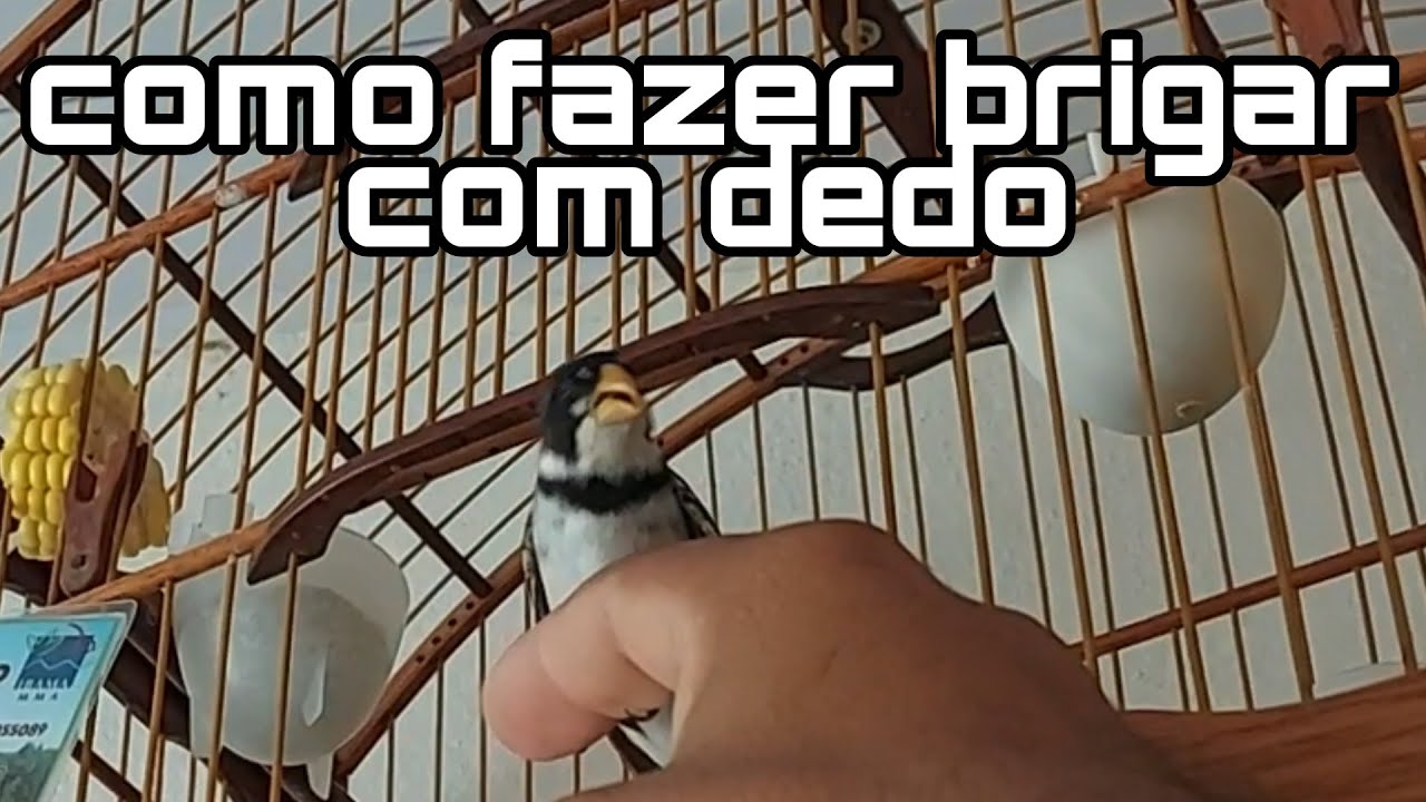 como fazer seu golinha briga com dedo