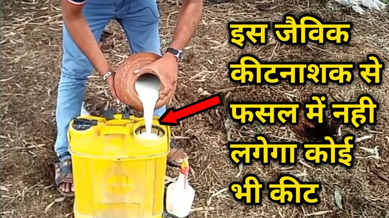 सरल तरीके से छाछ से जैविक कीटनाशक बनाना | How to Make Organic Pesticides
