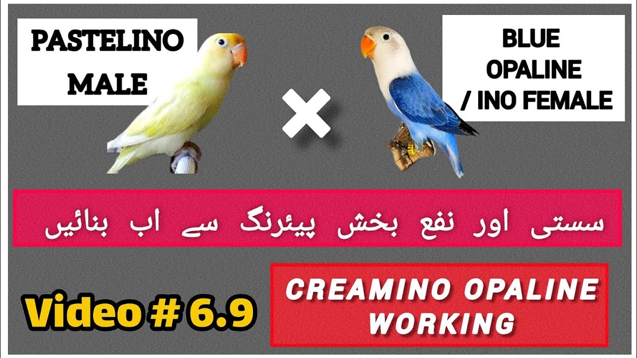 Parblue pastelino male into blue opaline split ino female pairing and result | creamino opaline