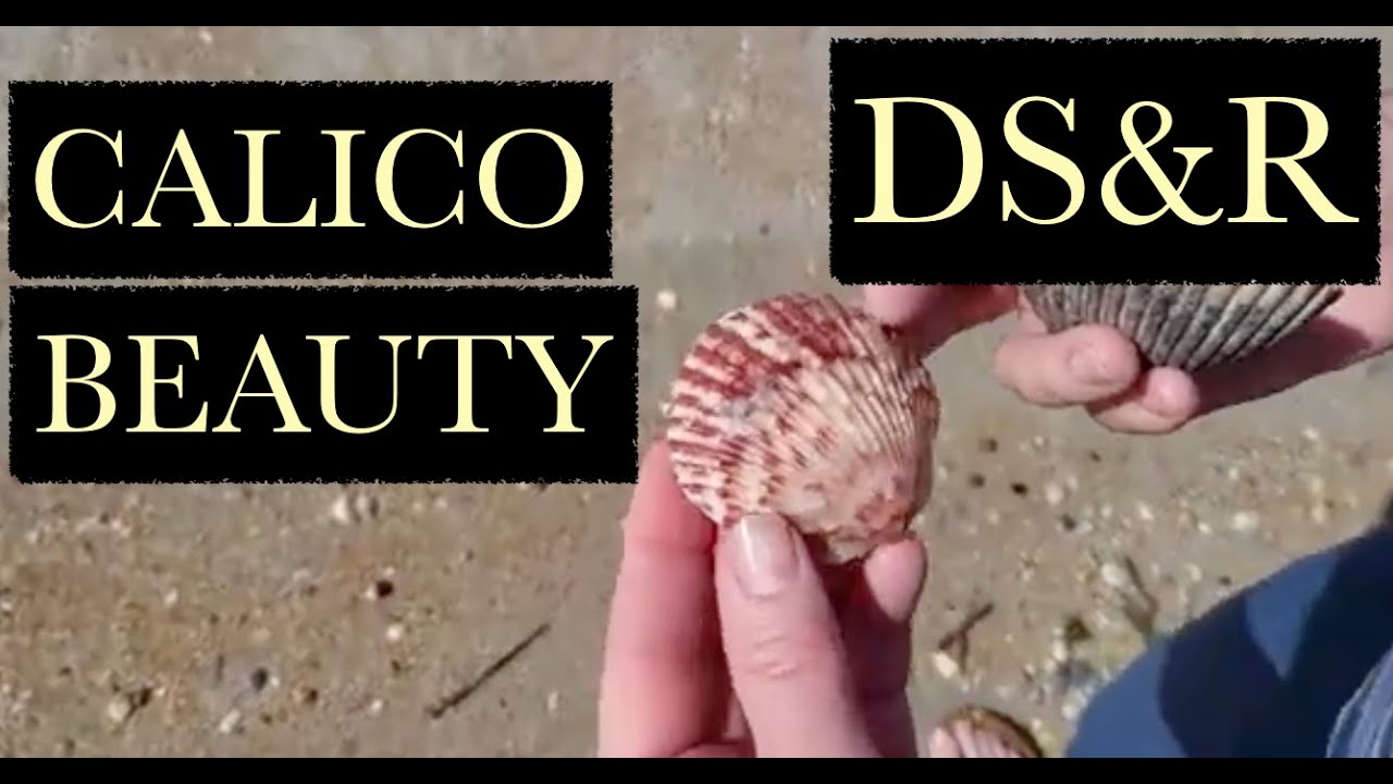 Beach Combing & Shelling Mickler's Landing in Florida for Beautiful Sea Shells, Beachcombing Florida