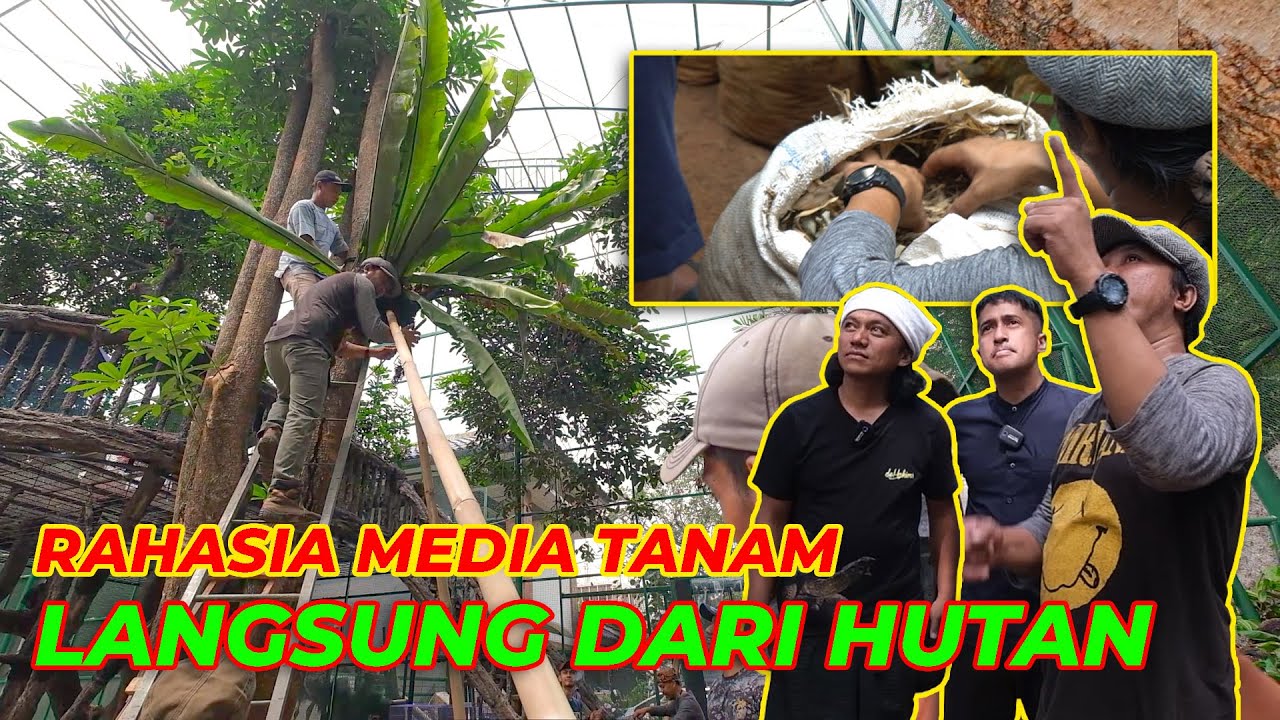 #EPS85 DEHAKIMS AVIARY | GILAA INI KADAKA GEDE BANGET..! LANGSUNG JADI GAPURA DI AVIARY