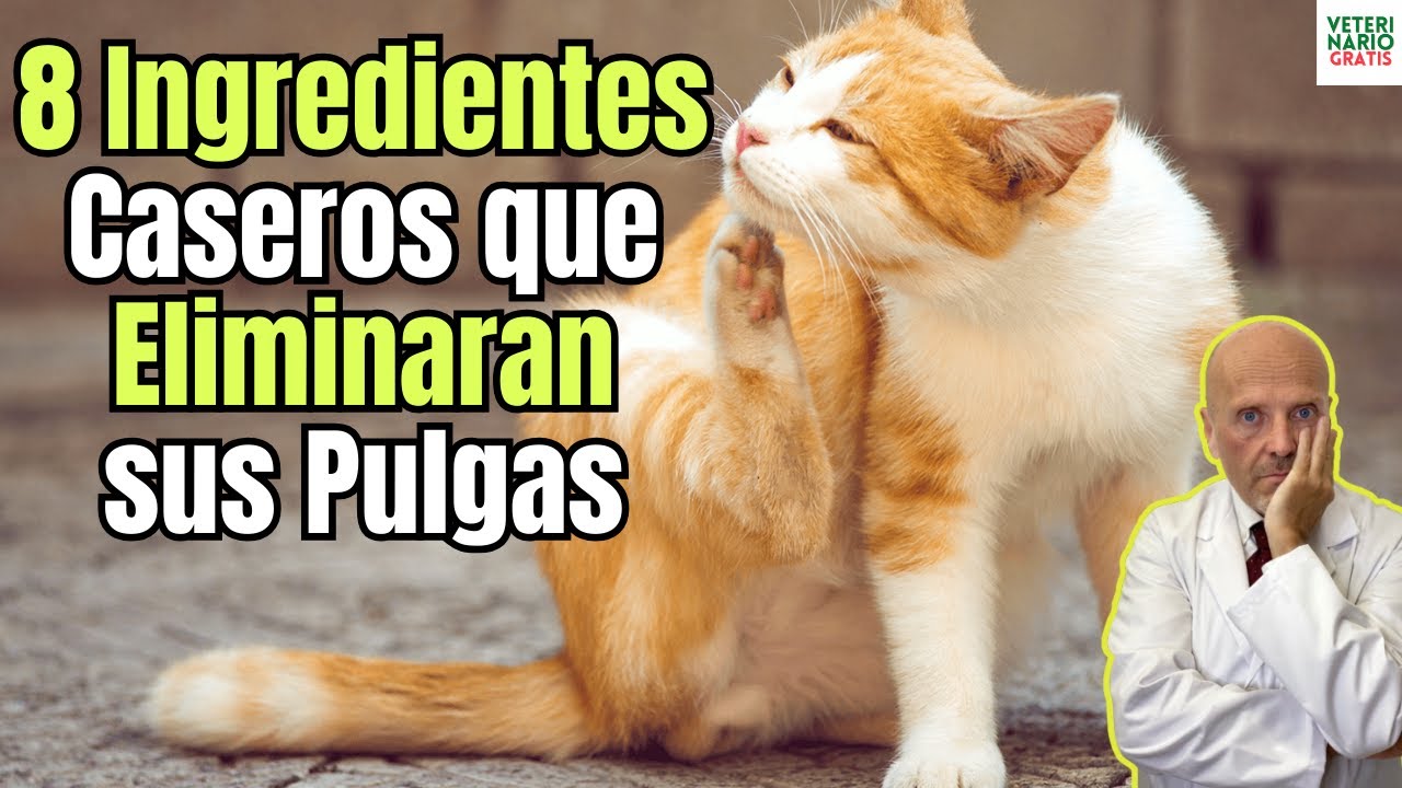 🐱🌿 8 INGREDIENTES Y REMEDIOS CASEROS PARA ELIMINAR LAS PULGAS EN LOS GATOS🐱🌿