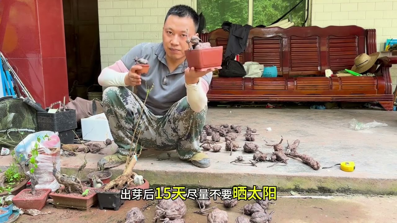 何首乌种植记住以下两点，出芽前放阴凉处，出芽后15天也不要暴晒