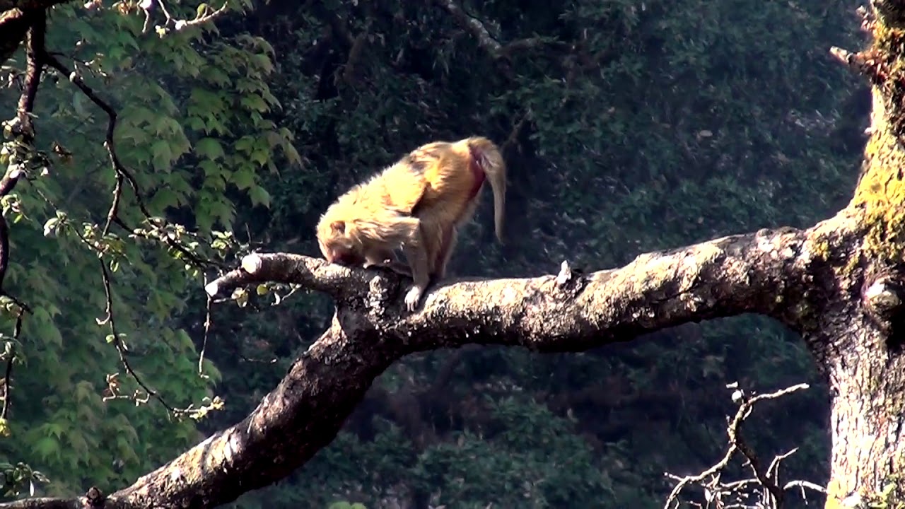 Fanny video...Is monkey...At🌴🌴🌴jai Hanuman 🙏
