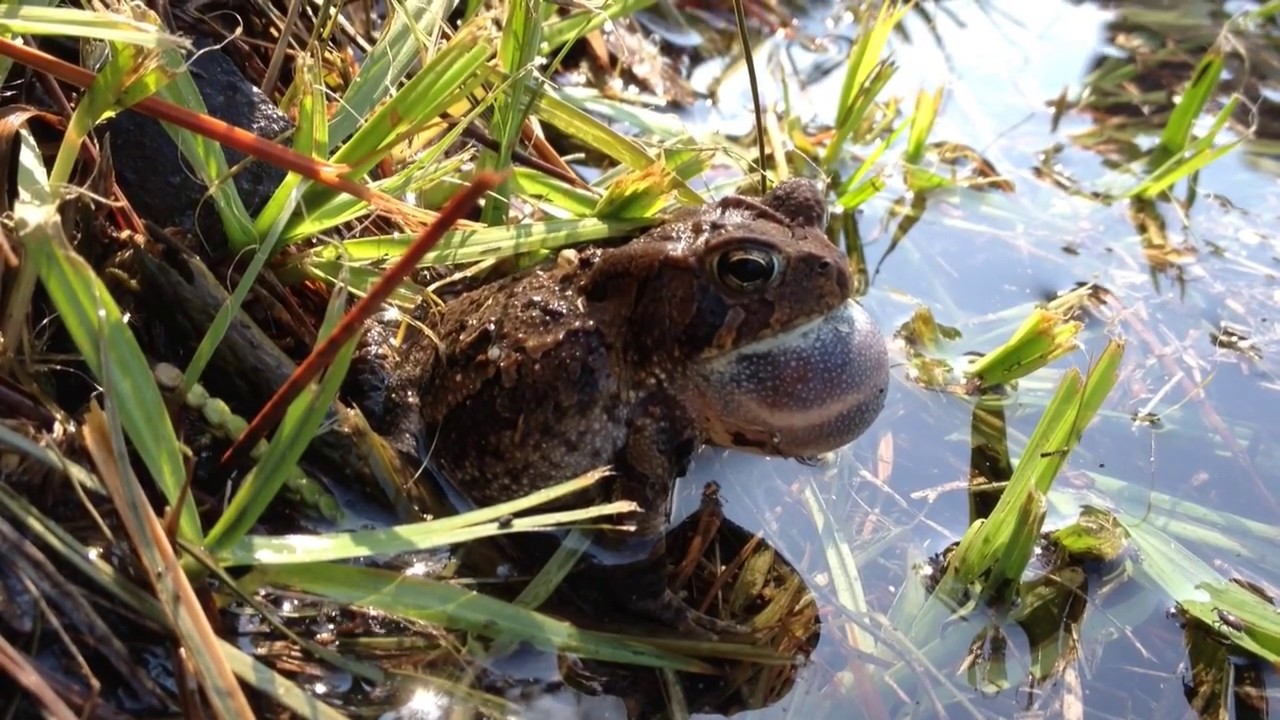 Southern Toad Calling to a Female
