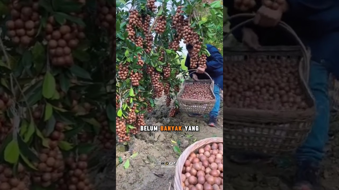 Kacang Macadamia Termahal di Dunia #shorts #kacang #langka