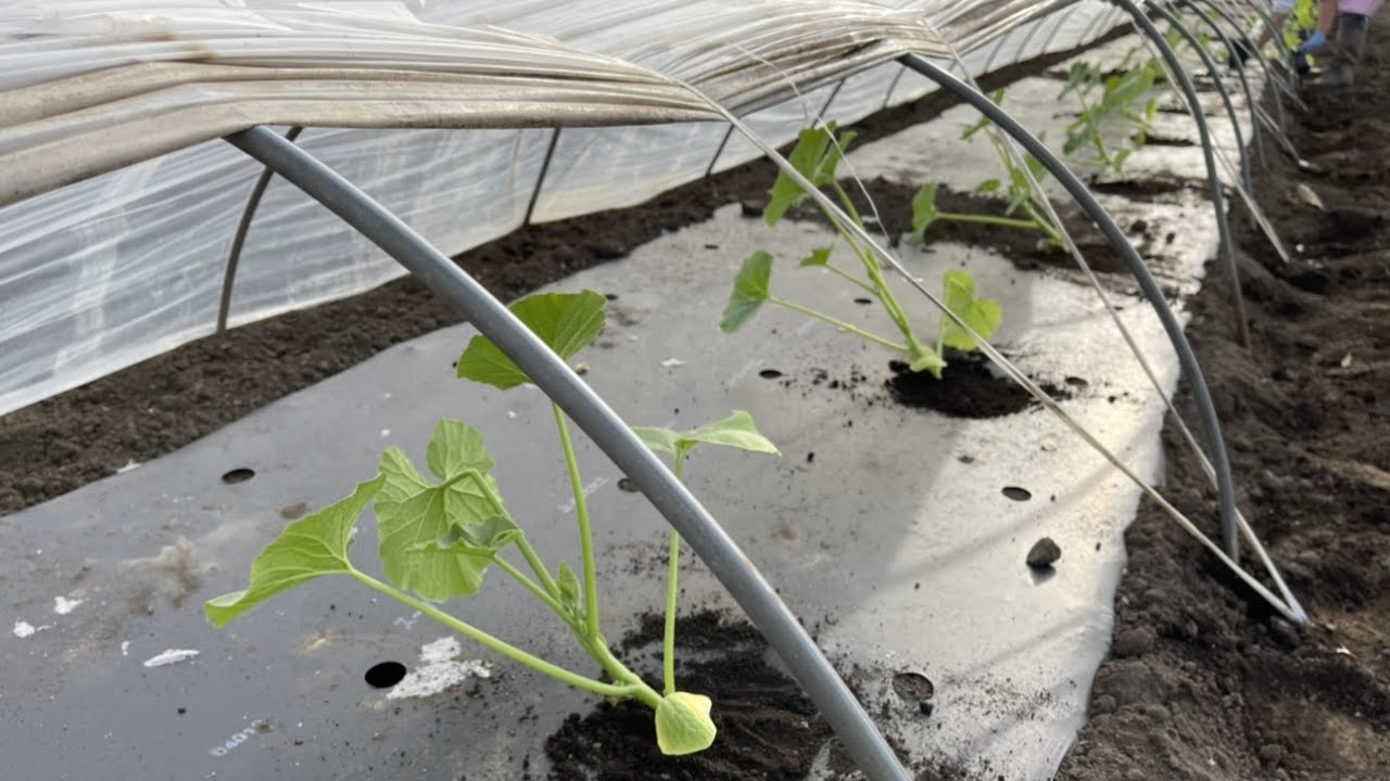 カボチャの育て方【雑草活用術】植え付けのコツ　21/4/15