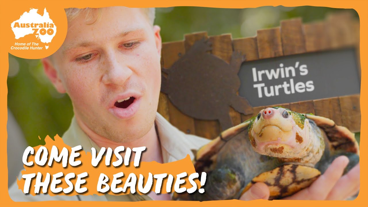 Steve Irwin's turtles move in to their new home | Australia Zoo Life
