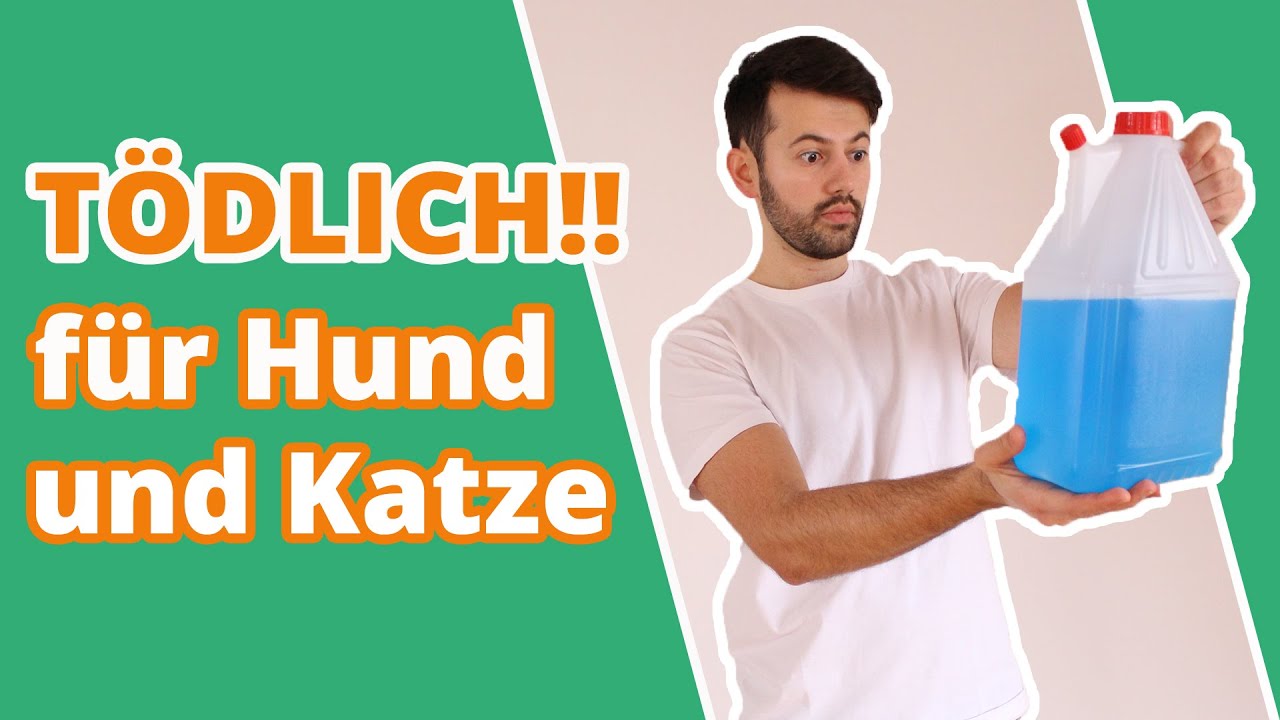 Vergiftung mit Frostschutzmittel - T&Ouml;DLICH f&uuml;r Hund und Katze!!