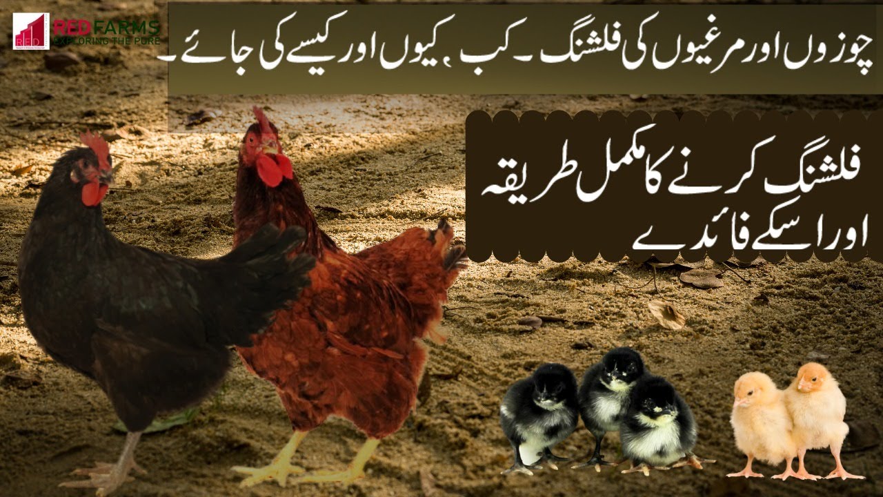 Day old chick flushing | chozon ki flushing ka tarika | chicks flushing | flushing |