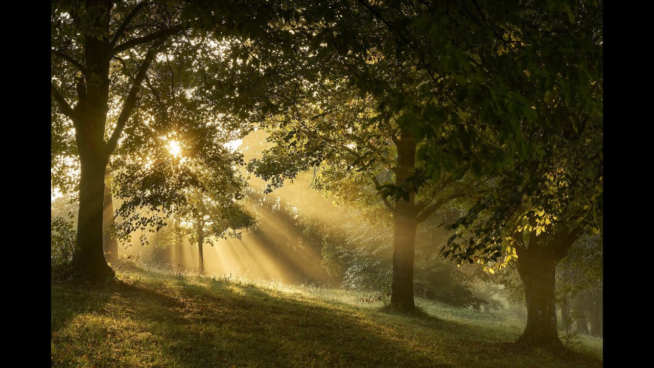 Frühling auf der Waldlichtung | Für Schlaf,  Entspannung und Lernen | Sound Vibes 10 Stunden