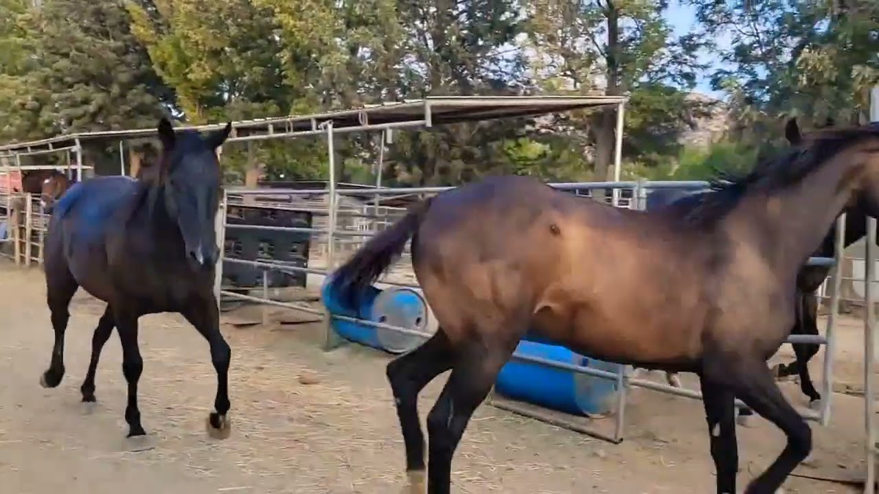 Three 2 year old fillies playing