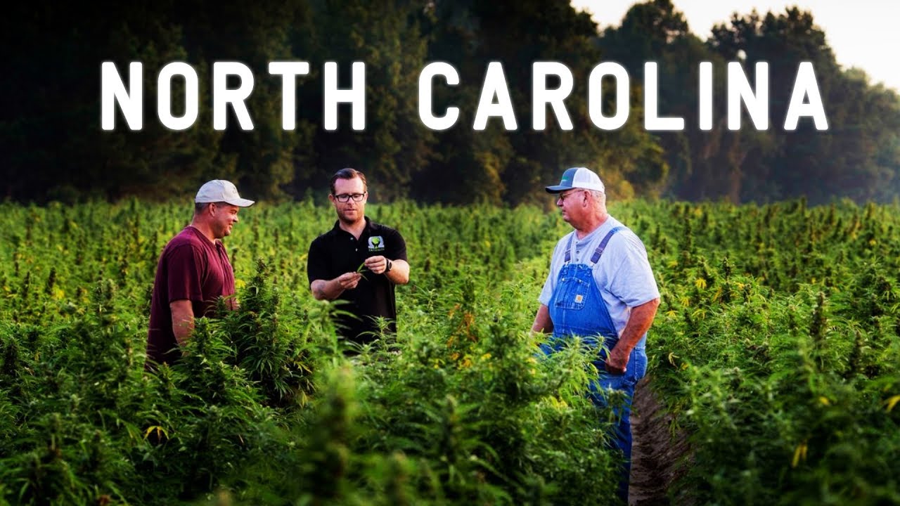 Is Cannabis The Cash Crop Of The Future?