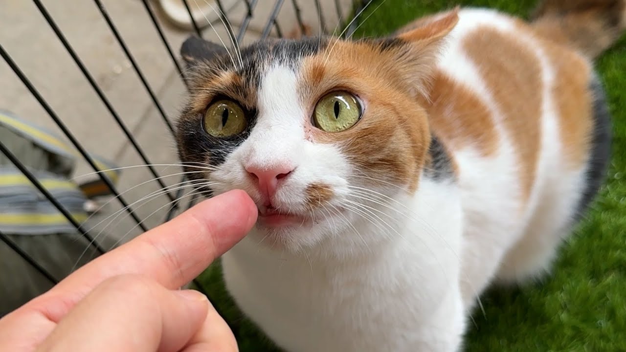 ベランダ散歩に興奮しすぎた三毛猫の顔がやばすぎました。