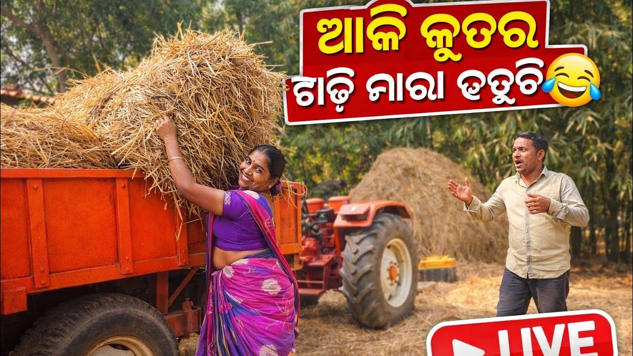 ଆଜି କୁଟା ଗଦ୍ଦି ମରା ହଉଚି ||#live #viral #feed #trending
