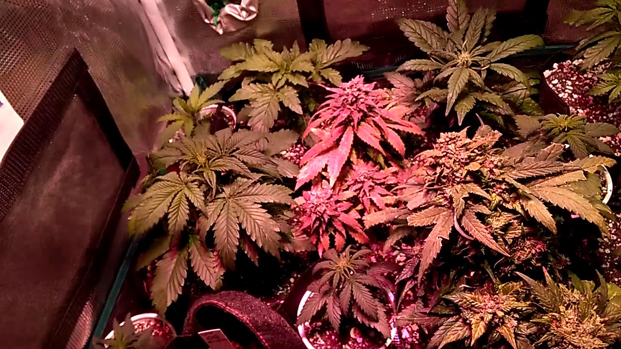 Pre flush update(autoflower grow)
