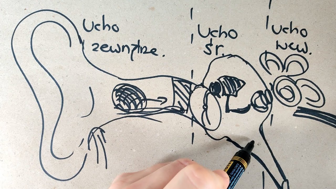 Jak jest zbudowane ucho👂 i na co najczęściej choruje?