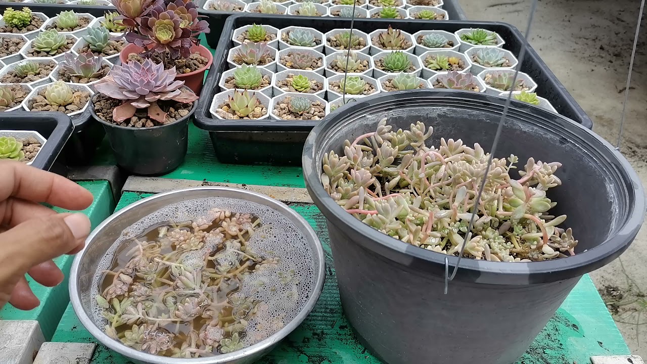 การเลี้ยงและขยายพันธ์กุหลาบหิน Graptopetalum mendozae