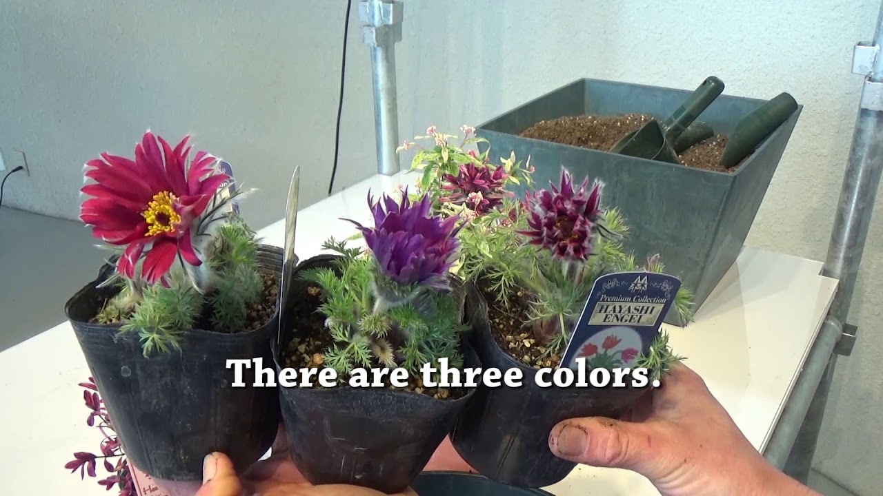早春の寄植え　コデマリ桜でまりを使って和洋折衷アレンジ🌸Early Spring Container Idea 'Image of Asian'