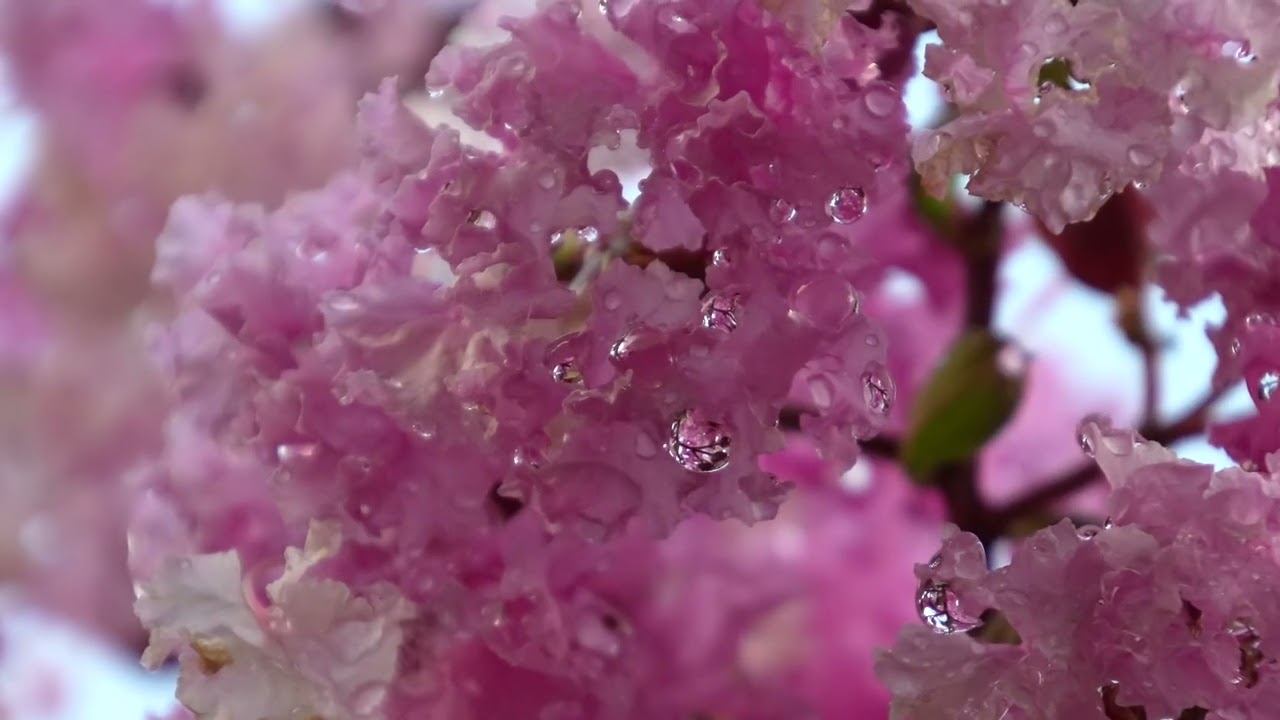 雨の奈良公園