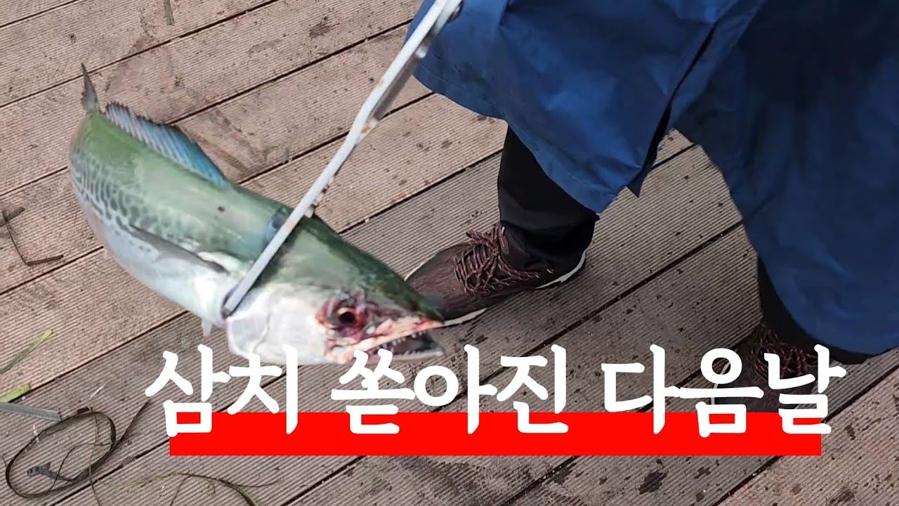 삼치 쏟아진 현장을 가다🎣🐟🌊 #바다낚시 #fishing #생활낚시