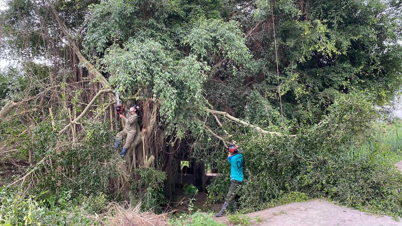 [CLEANUP OVERGROWN TREES] Cut down 3 giant fig trees in front of the alley causing danger